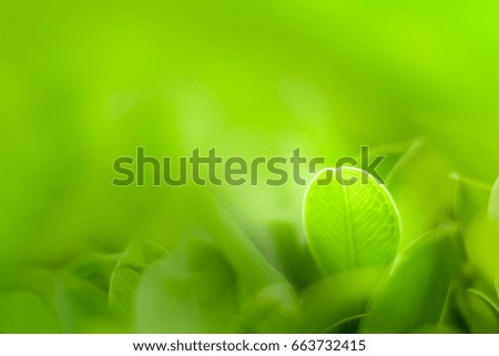 green leaf texture use in background or wallpaper, nature concept



