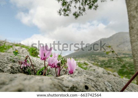 Gorgeous small pink and purple flowers growing over a rocky mountainside with mountains and blue cloud filled sky beyond at Mycenae archaeological site in Greece