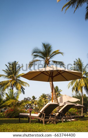 A beautiful green garden with wooden reclining sunbeds and parasol under shade of big palm tree early in the morning without people.