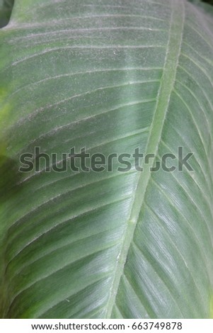 banana leaf skin