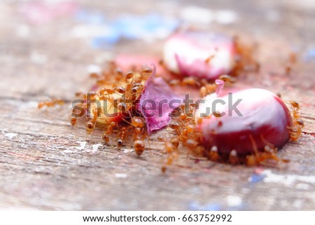 ant fire conveying food, 