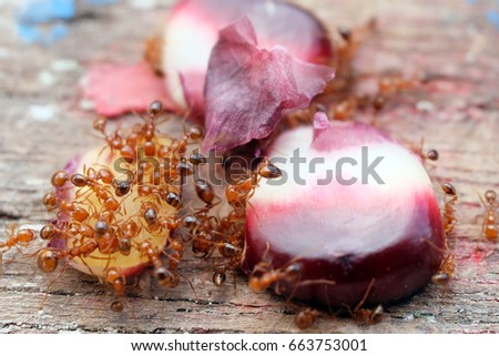 ant fire conveying food, 