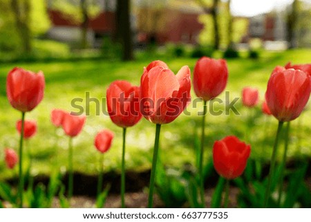A flower bed of beautiful red and pink tulips close-up.