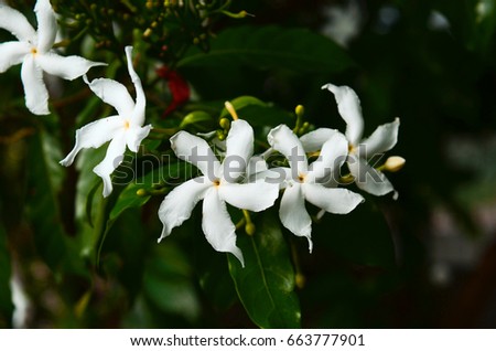 Bridal Bouquet or Fiddle leaf Plumeria flower (Scientific name: Plumeria pudica Jacq.)