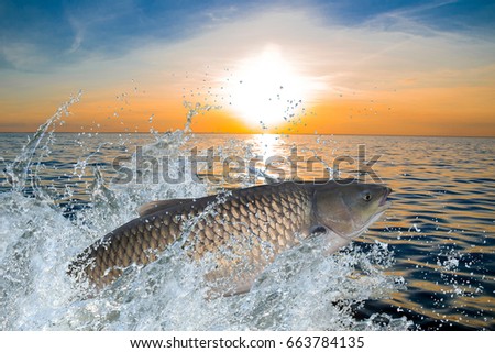 Amur (grass carp) fish jumping with splashing in water