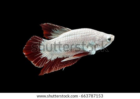 Moving moment of red and white siamese fighting fish, Betta splendens (Plakat Thai) is a popular species of freshwater aquarium fish isolated on black background.