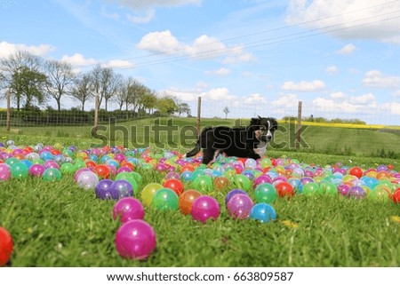 border collie puppy is playing with balls in the garden