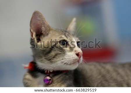 Baby cat  lovely with blur background 