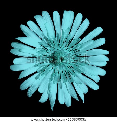 flower turquoise on the black isolated background with clipping path.  no shadows. Closeup.  Nature.