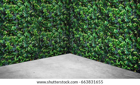 Empty green leaves wall and concrete floor corner studio room background,Mock up template for display or montage of product or design,Online marketing media,ecology concept.