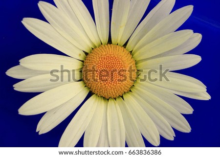 enhanced approximation flower white Daisies on a blue background for use in the texturing and the background image in the graphics projects