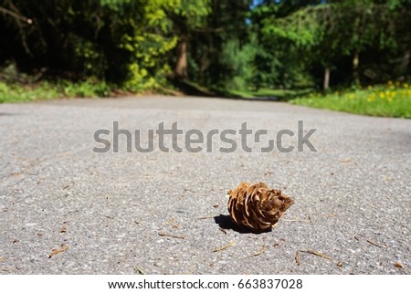 A close up isolated small pine cone of a tree on the street with green trees along the road. The color of the picture is fresh.