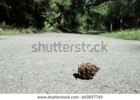 A close up isolated pine cone on the street with some green trees along the side of the road. The picture is in the fade color.