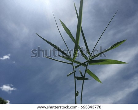the back of bamboo leaf and bright sky, ant view.