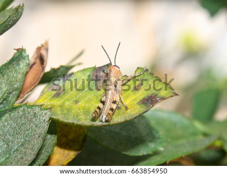 A close-up photograph of a young Hedge Grasshopper (Valanga irregularis) in Brisbane, Australia.
