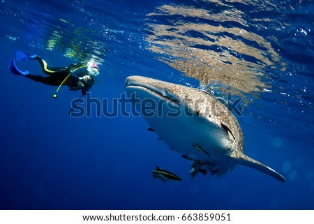 Surprised divers with whale sharks.