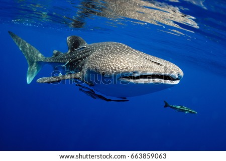 Whale shark is a big fish in the sea.