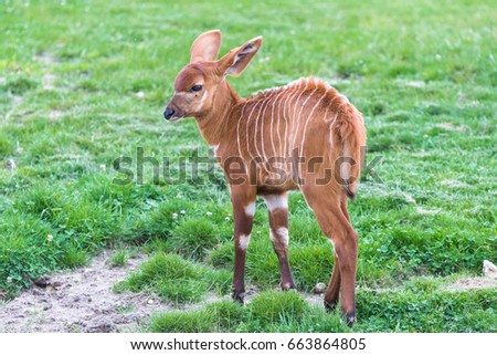 Bongo, baby antelope, Tragelaphus eurycerus, juvenile