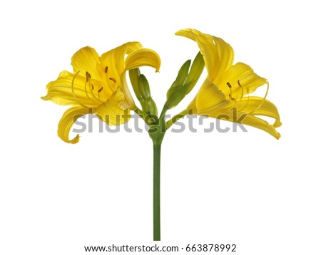 Yellow flowers daylily isolated on white background.      