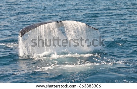 Platypus Bay Whales
