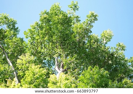 The tree, Green leaves on nature background blurred