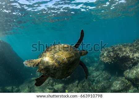 Turtle swimming on coral reef in hawaii