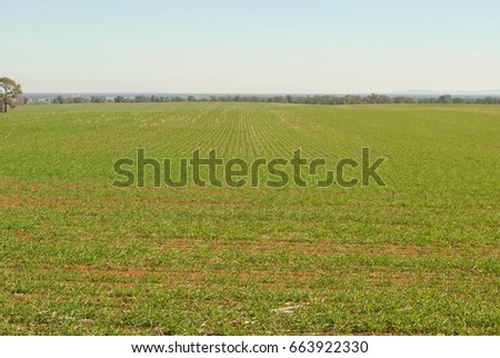 a young cereal crop thriving in a rural paddock on a sunny day with fog in background