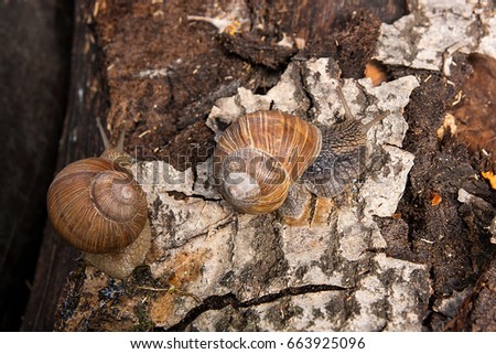 Roman Snail - Helix pomatia. Helix pomatia, common names the Roman, Burgundy, Edible snail or escargot, is a species of large, edible, air-breathing land snail, family Helicidae. 