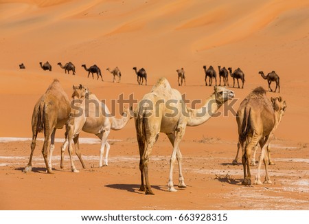 A group of camels in the Liwa desert area in Abu Dhabi, United Arab Emirates