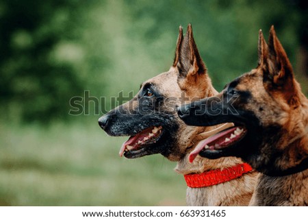 Belgian Malinois dogs close up portrait