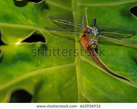 Dragonfly on a leaf on the island of Tenerife