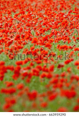 Field of Blooming Red Poppies in Springtime