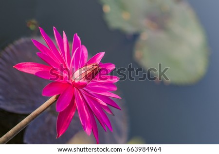 beautiful lotus flower 