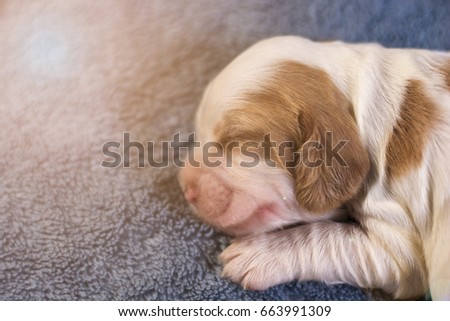soft focus on cute cocker spaniel puppies sleeping on the slot mattress with lens flare 