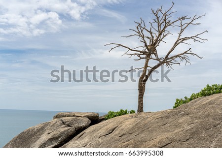 Sea monkey on a rocky tree