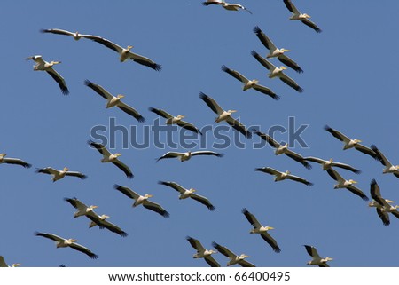 White Pelicans (Pelecanus onocrotalus) flight