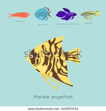 Exotic tropical fish different colors underwater ocean species aquatic nature flat isolated vector illustration