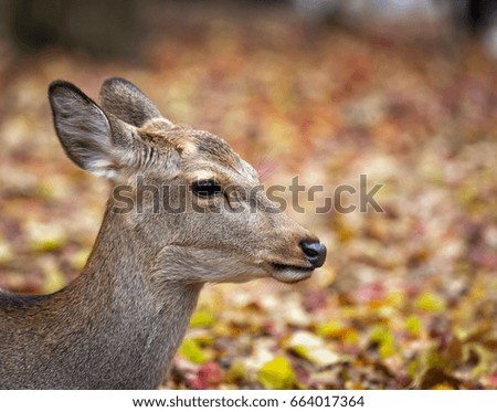 close up of deer at autumn spring.