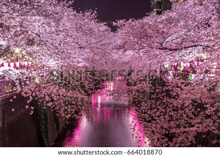 Cherry blossom full bloom at Meguro river,Tokyo