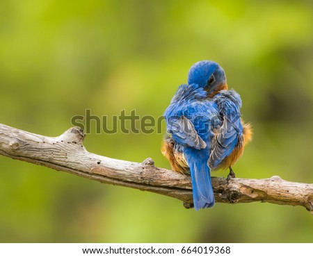 Its In Here Somewhere.  A male Eastern Bluebird preening.  