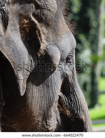 elephant indian