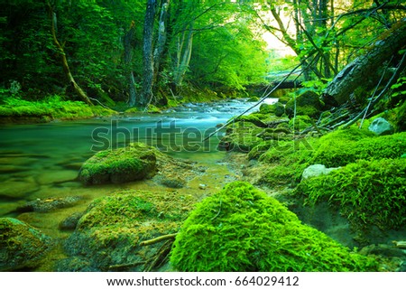 Fast mountain river flowing among mossy stones and boulders in green forest. Carpathians