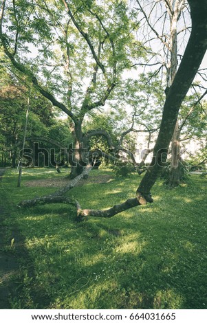 green forest with tree trunks and light rays, shadows in summer - vintage green effect