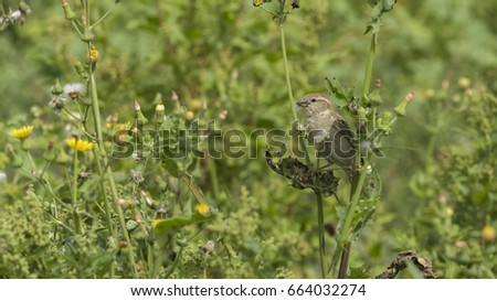 A Sparrow in the farmland with feed in its beak - Bahrain
