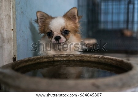 Chihuahua sitting beside the water basin.