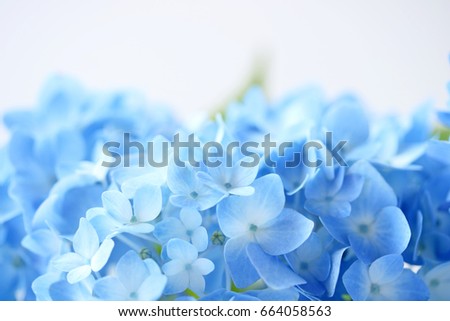 Beautiful blue hydrangea flowers background