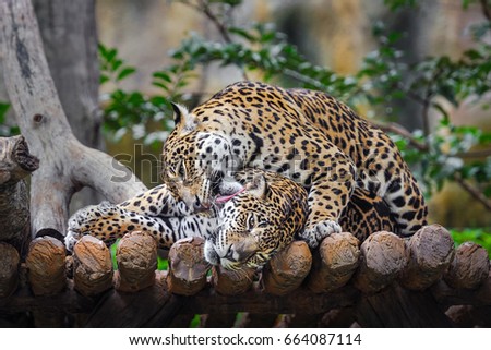 A cute Jaguar.