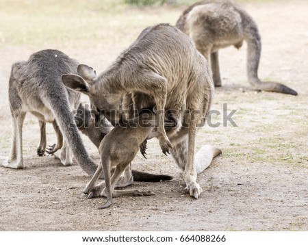 Kangaroos stand on a sunny day on the ground and are looking for food