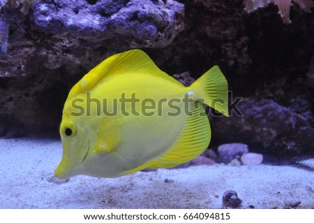 Yellow Tang (Zebrasoma flavescens) saltwater aquarium fish