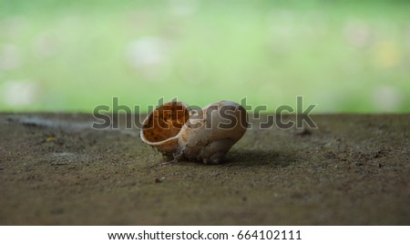 brown shell is on the soil with  green blur background, the shell is very old and there is some soil on it.